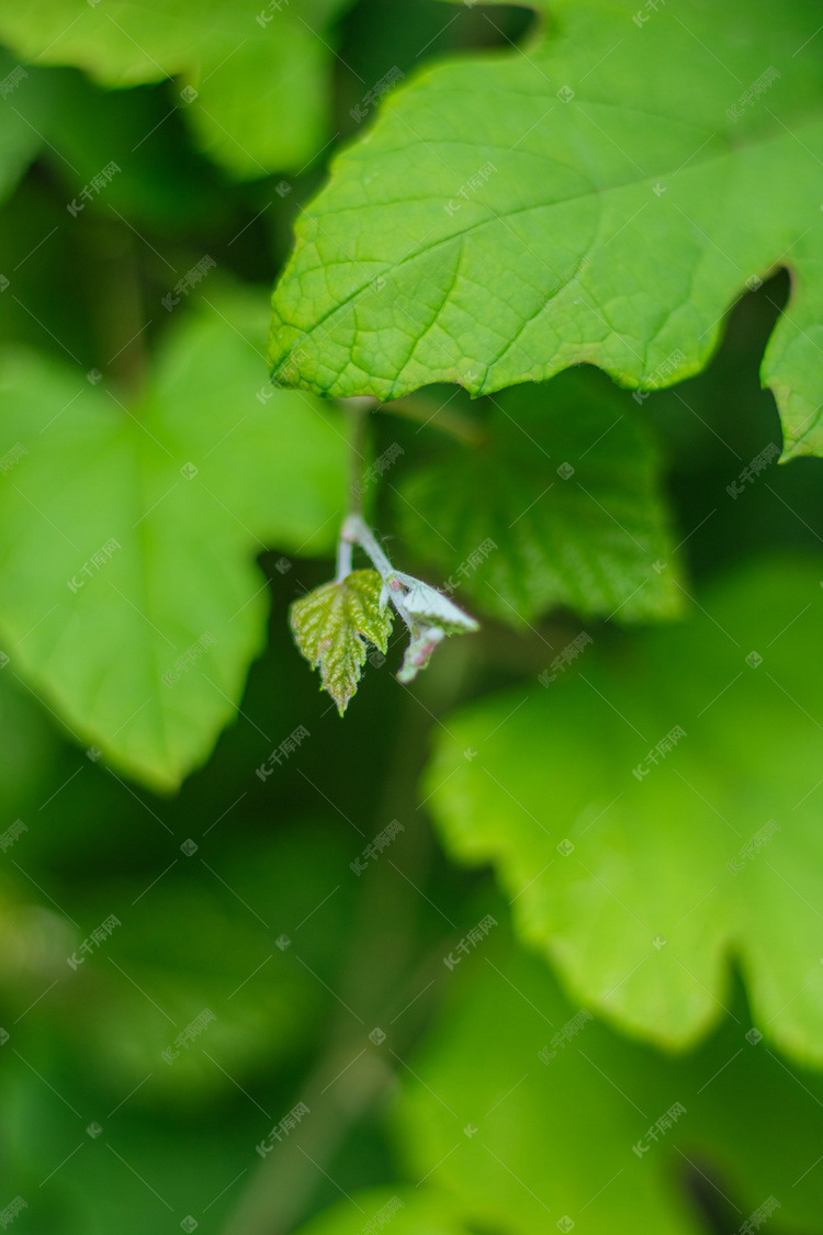 绿色叶子植物摄影图