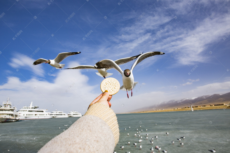 青海湖中鸟摄影图