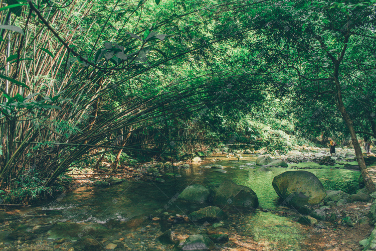 竹林溪水摄影图