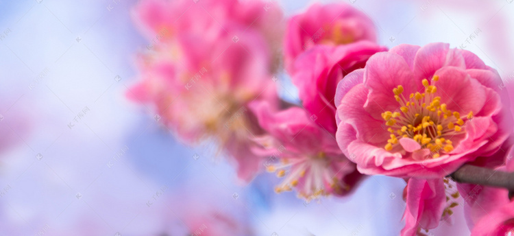 唯美粉色梅花花朵自然风景摄影图