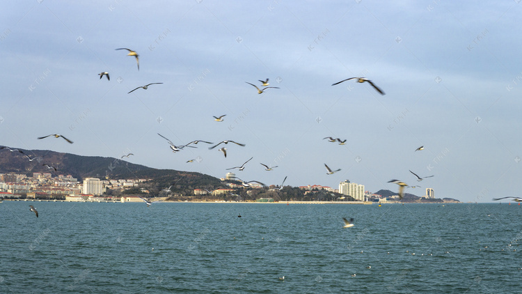 自然鸟类之海边飞翔海鸥摄影图