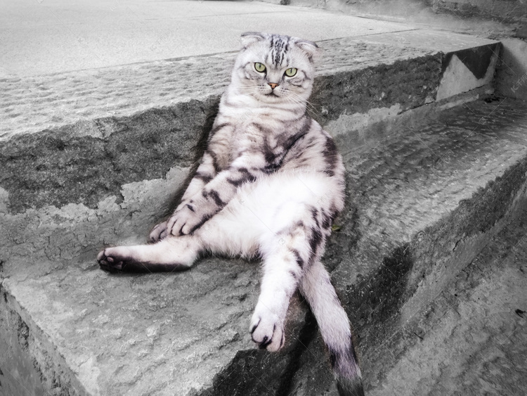 黑白条纹猫摄影图