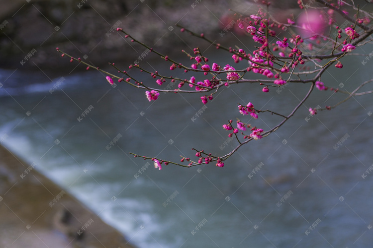 冬天水边红梅自然风景摄影图