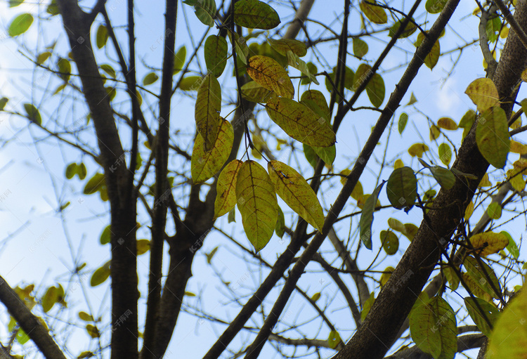春天蓝天下树枝树叶自然风景摄影