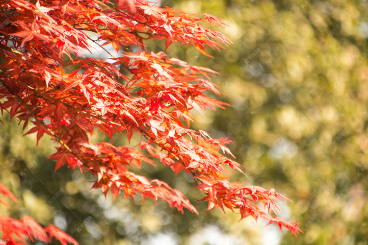 红色枫叶叶片摄影图