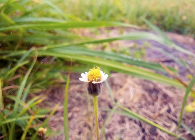 小雏菊摄影图