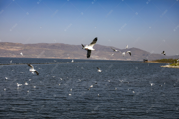 海景海鸟自然风景摄影图