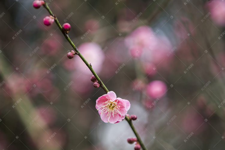 杭州植物园风景红梅花枝特写摄影