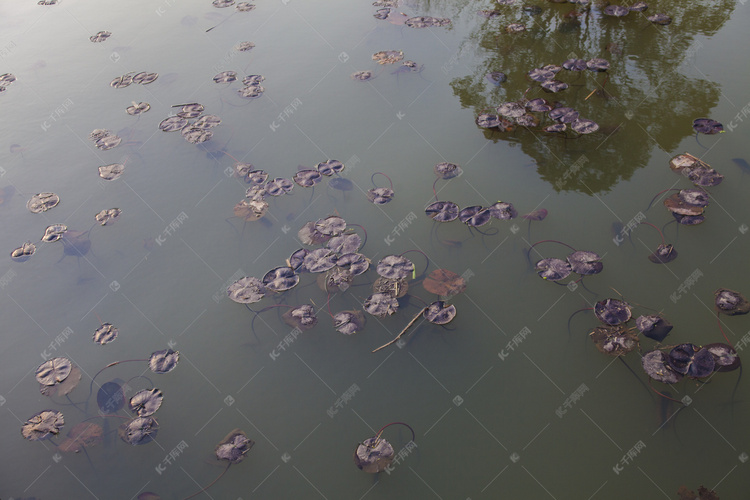 水面上漂浮着干枯荷叶摄影图