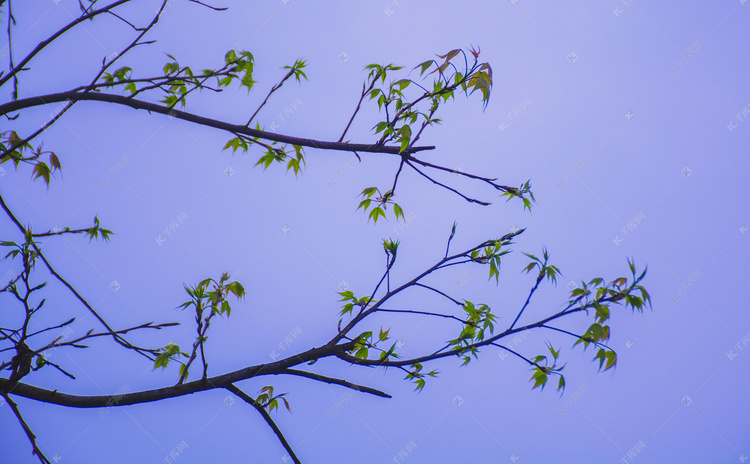 天空下树枝长出新叶自然风景摄影