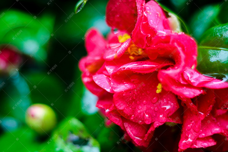 雨后花朵上水珠摄影图