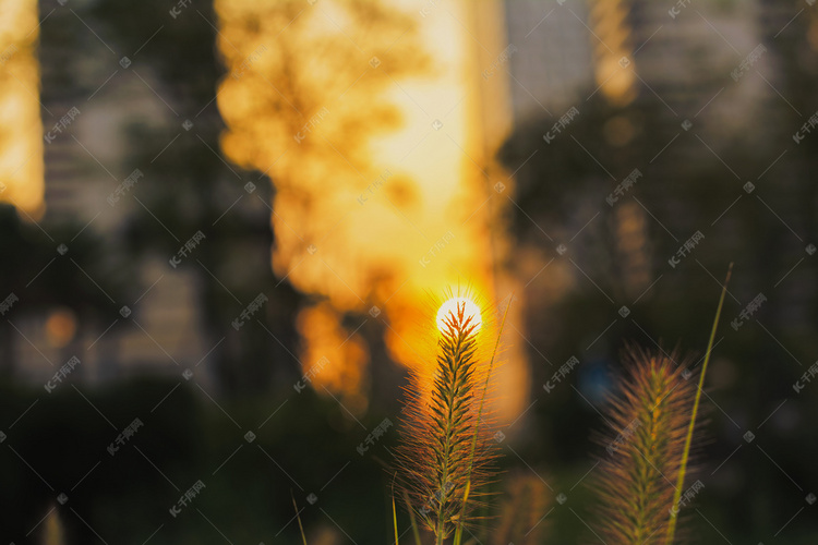 黄昏下植物摄影图