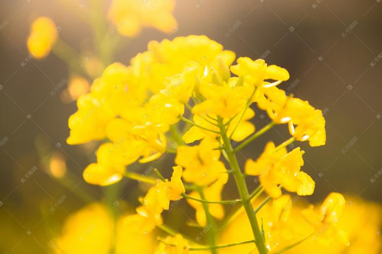 春季阳光下黄色油菜花花朵摄影图