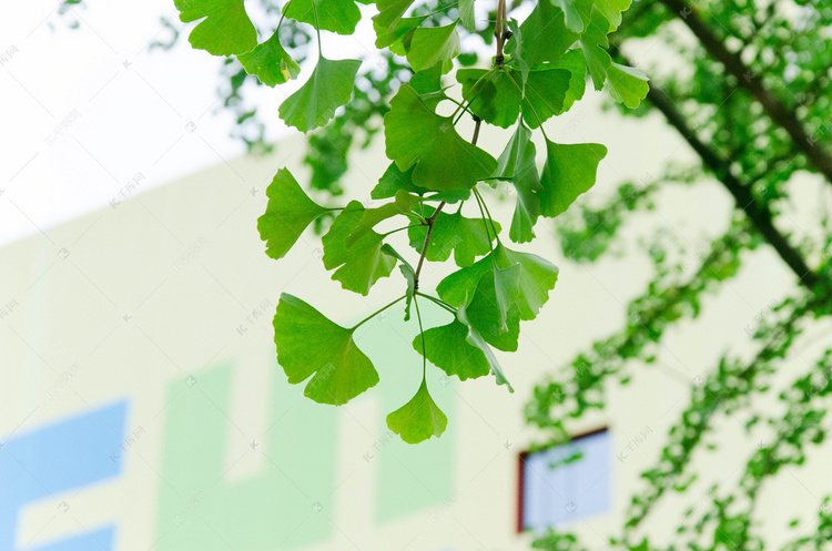 绿色银杏叶植物特写摄影图