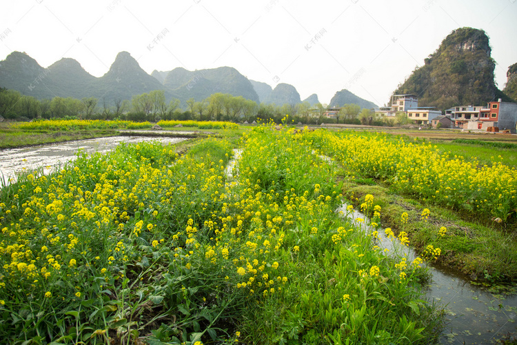 油菜花花摄影图片