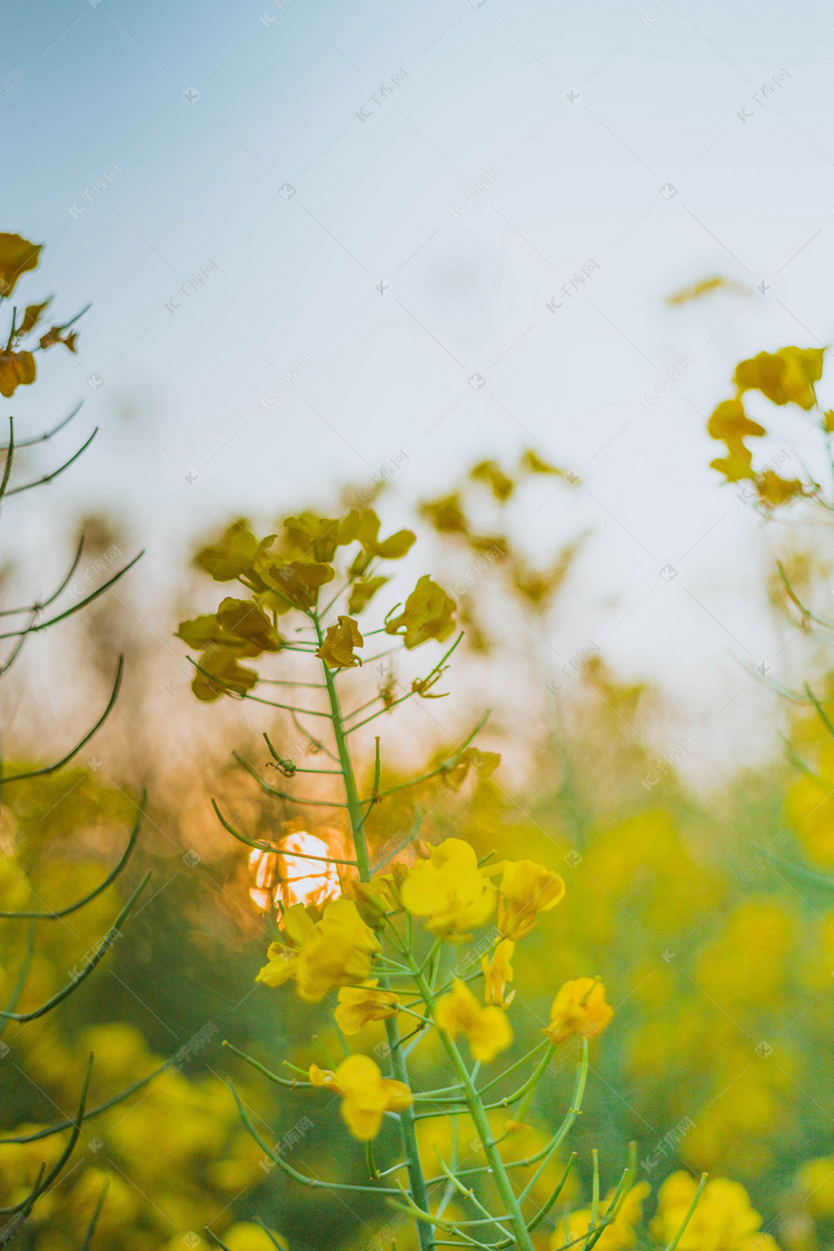 清新油菜花摄影图