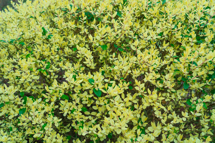 黄绿色草堆叶子摄影图