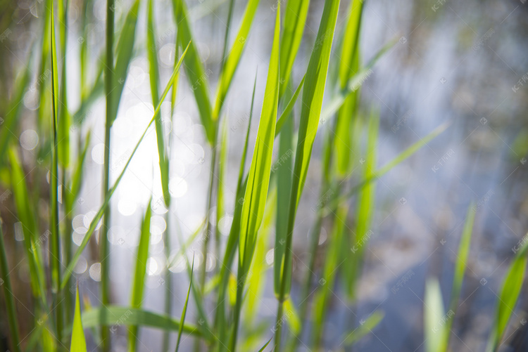 水边绿色植物摄影图