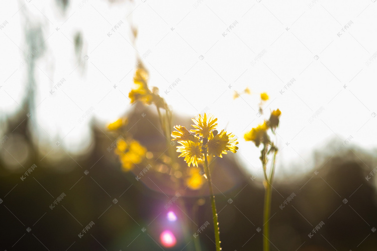 光晕下小黄花摄影图