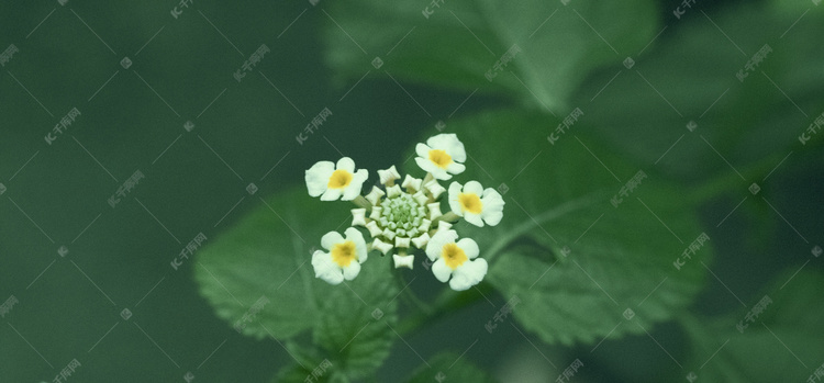 白色小花摄影图