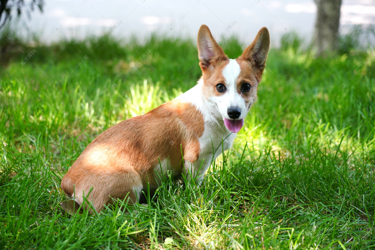 宠物犬图片大全哈希娱乐- 哈希游戏平台- 哈希游戏官方网站