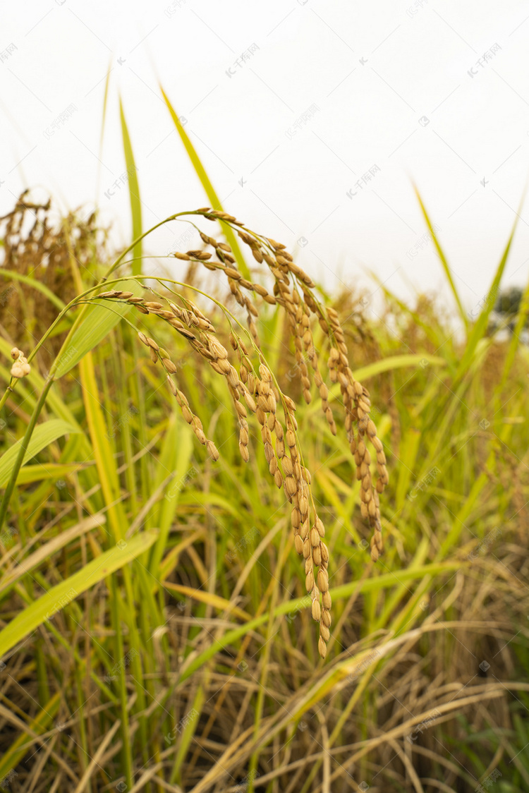 成熟糯米植物摄影图