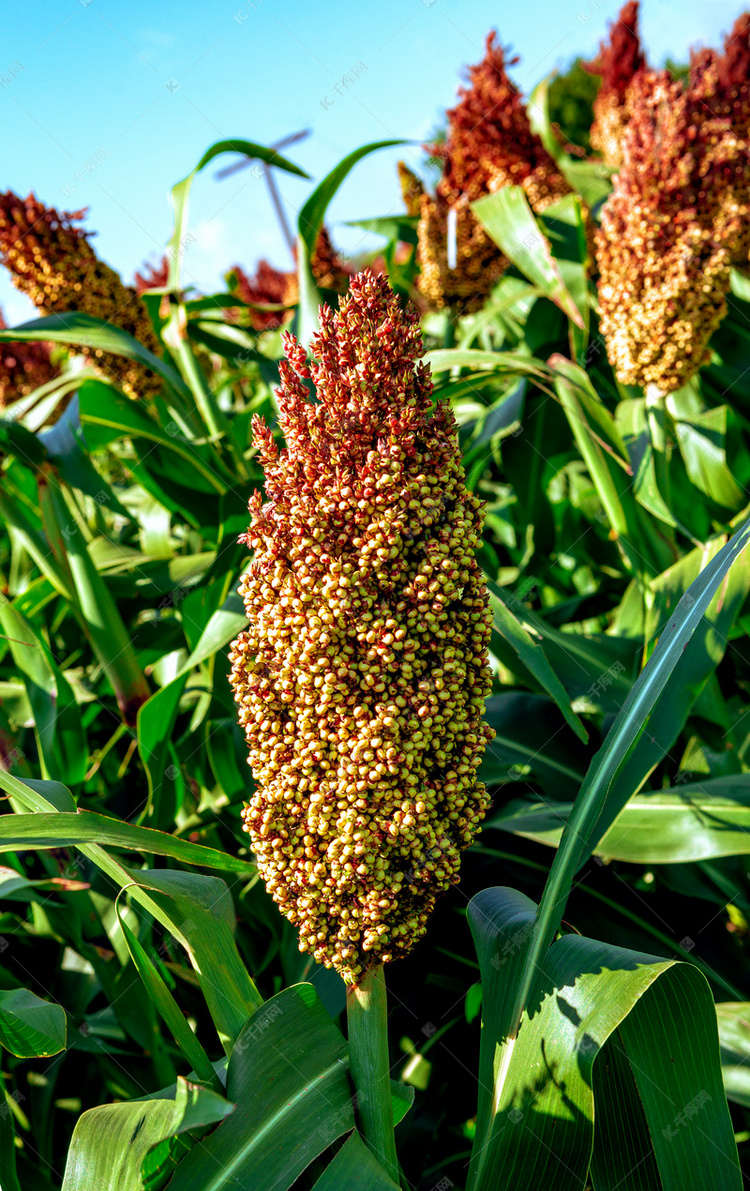 内蒙古高粱秋季秋天摄影图