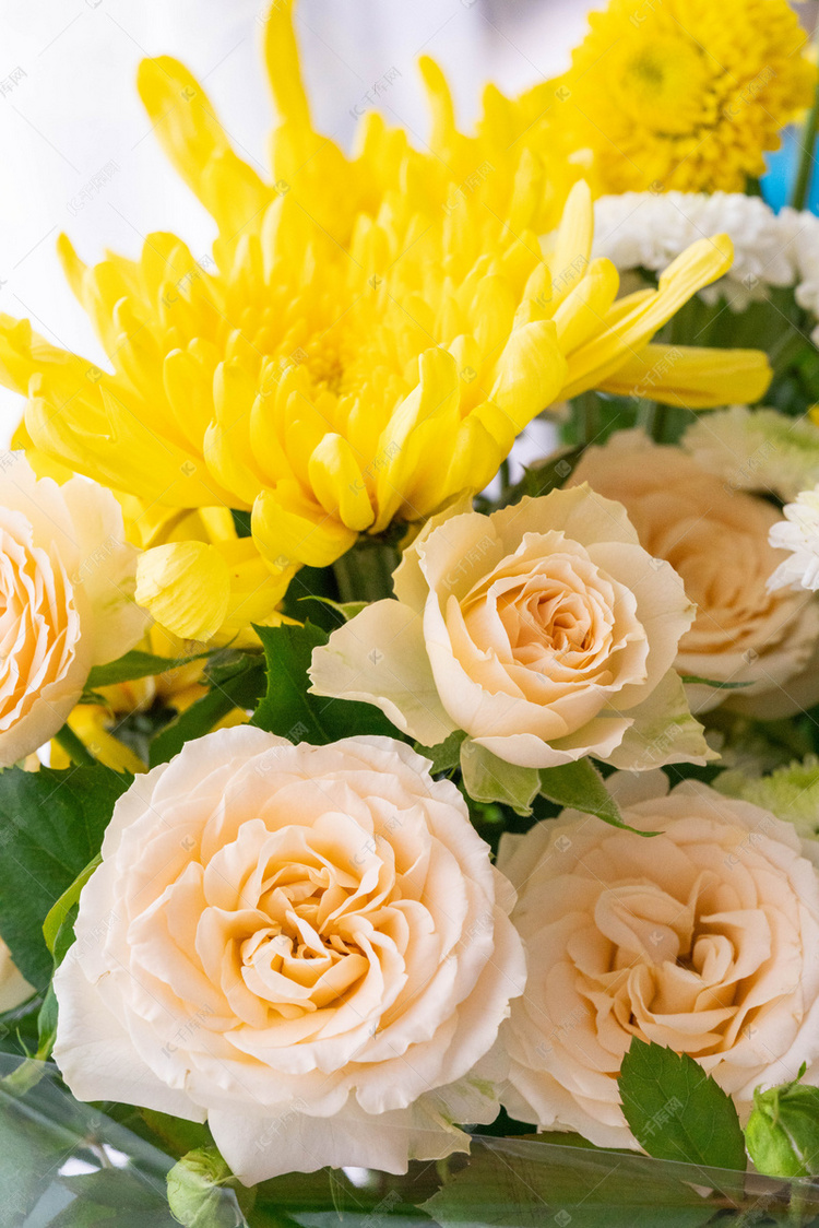 唯美清新菊花花朵玫瑰花摄影图