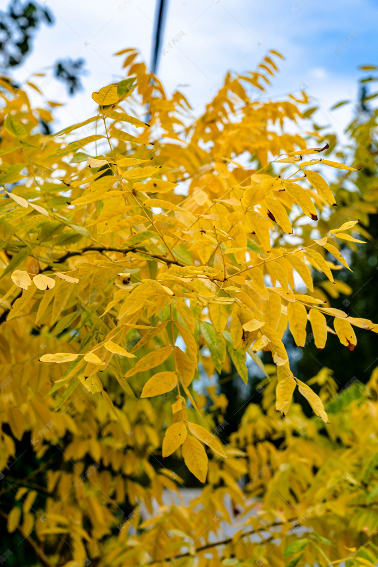 更多深秋户外树叶变黄摄影图高清摄影作品图片快来千库吧
