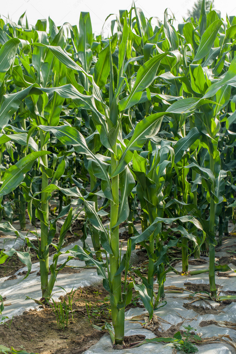 庄稼地玉米幼苗竖版特写植物摄影图高清摄影大图