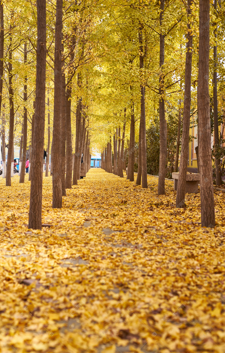 银杏树林摄影图