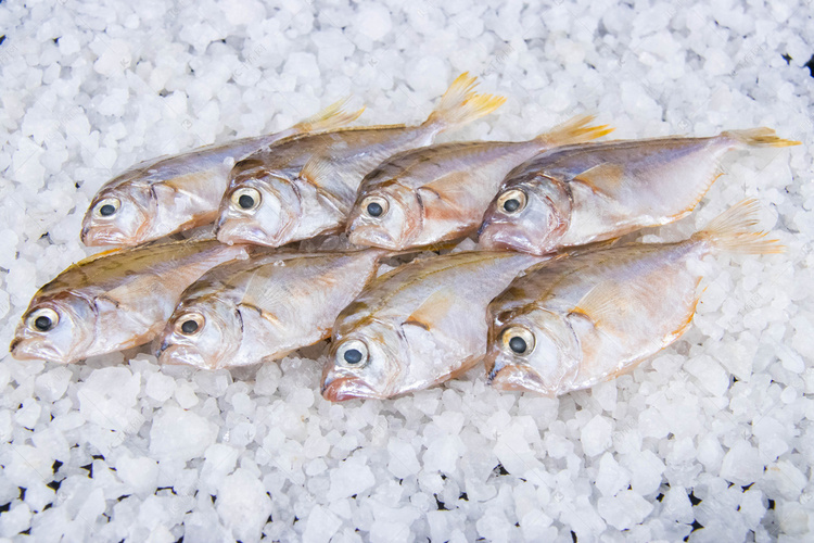 油叶鱼海鲜食材食物