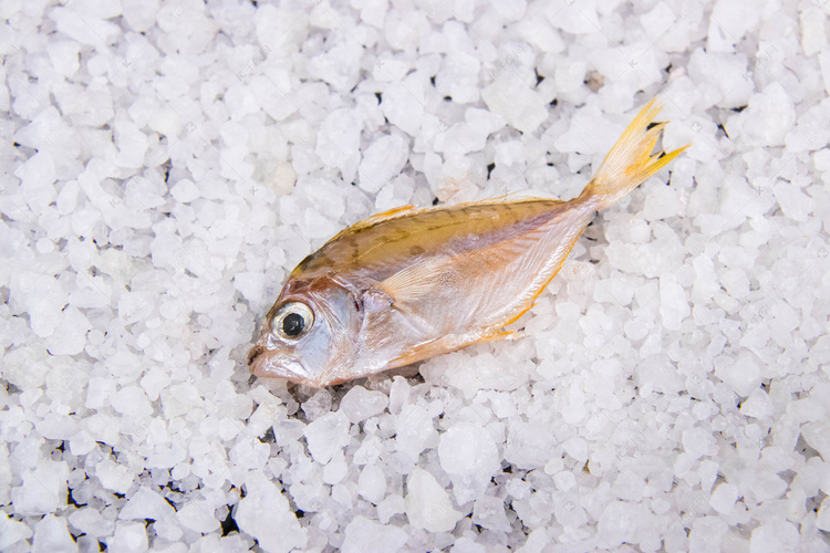 餐饮食材海鲜油叶鱼