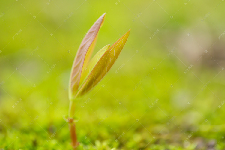 春天发芽自然嫩芽土壤摄影图配图