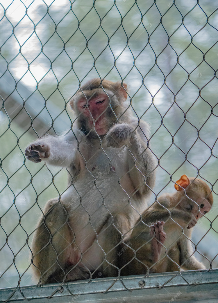 保护动物猴子动物园讨要食物摄影图配图