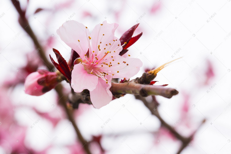 桃花春天花瓣树枝叶子绿叶色彩景色摄影图配图