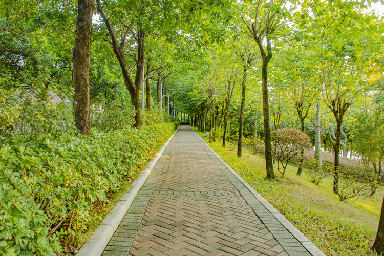 公园林荫小径摄影99