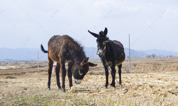 家畜白天两头吃草的驴室外抓拍摄
