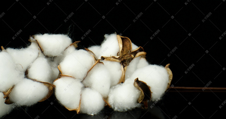 新疆长绒棉棉花新疆棉纺织工业