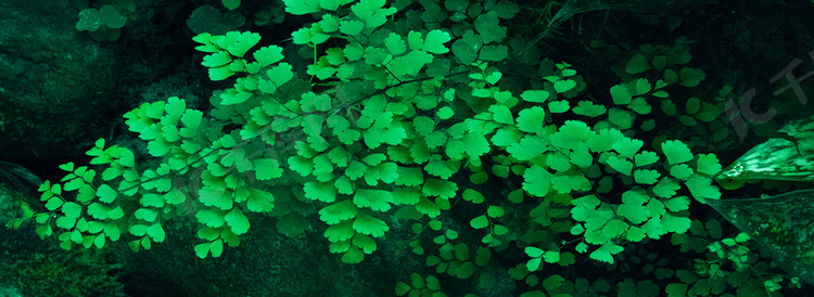 清新雨后植物绿叶背景