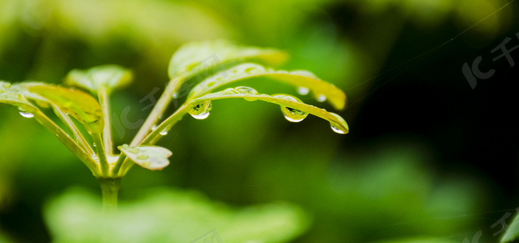 小清新二十四节气雨水背景