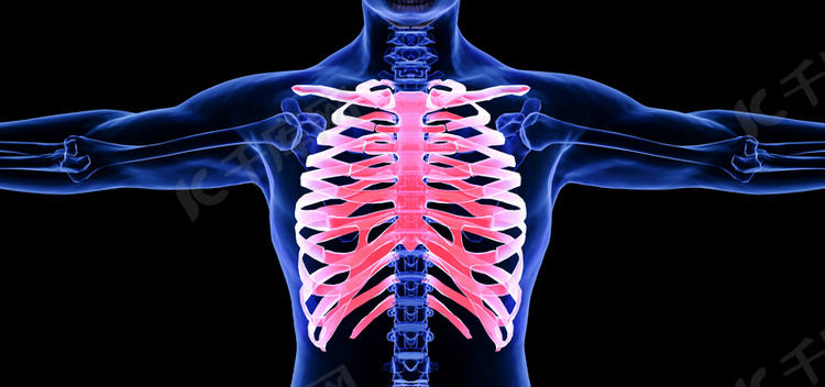 C4D创意医疗胸骨人体骨骼结构