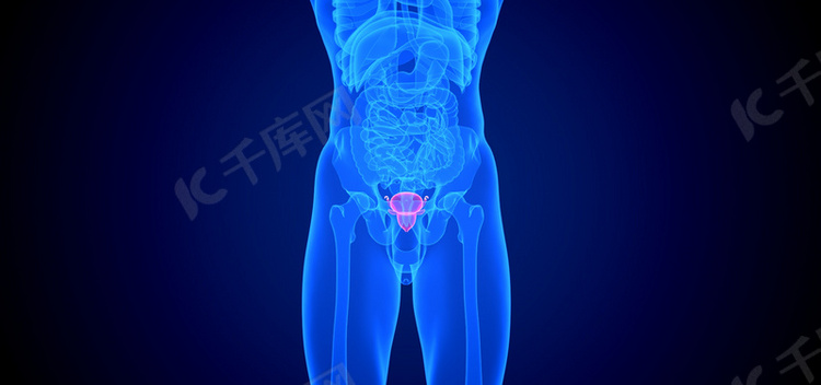 c4d人体医疗前列腺疾病