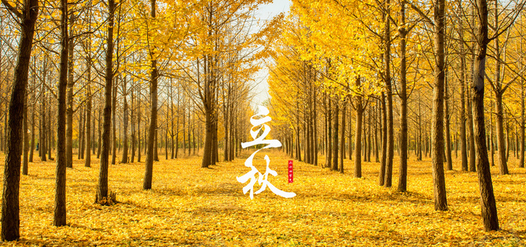 秋叶落林二十四节气立秋背景