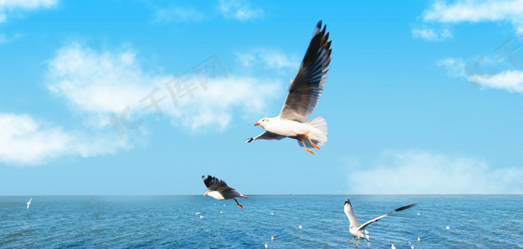动物海鸥蓝色写实背景