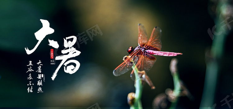 大暑蜻蜓夏季二十四节气宣传背景