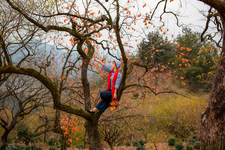 柿子树上农民采摘图片上午一个人户外采摘摄影图配图