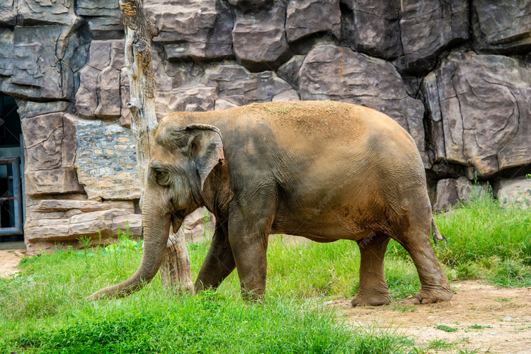 动物白天一只大象动物园行走摄影图配图