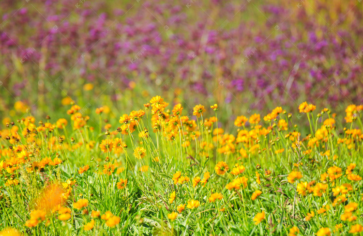 植物一片花丛花海白天花丛花丛植物摄影图配图