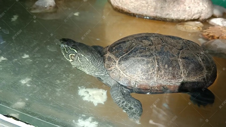 中华龟龟类动物